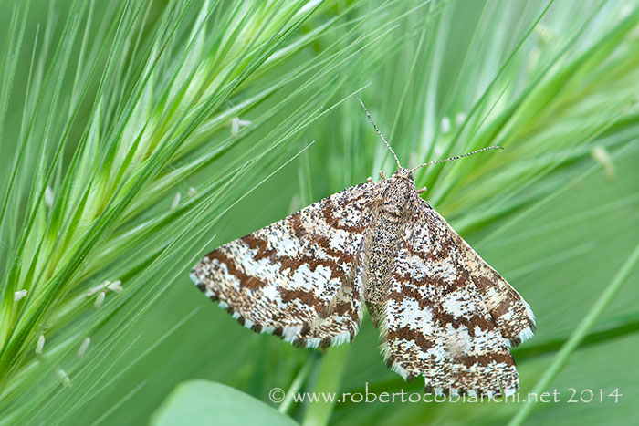 falena da identificare